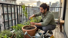 レモンの花が減る前に株元をチェック：ひこばえの見分け方と切り方、潅水の目安